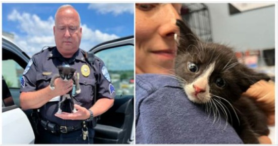 Cat stuffed in paper bag, left in dumpster now safe thanks to rescuers